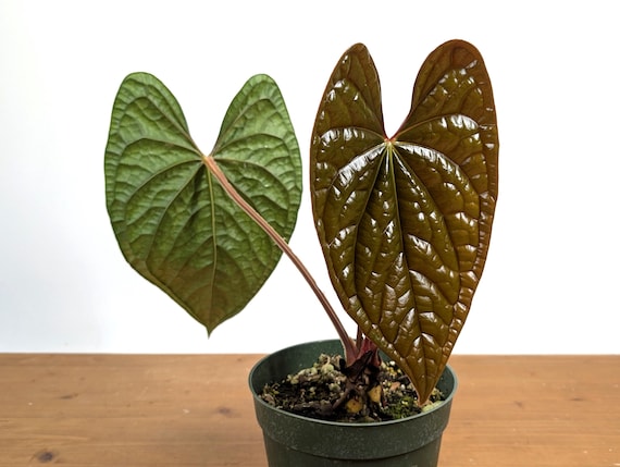 Mature XL Anthurium Luxurians - Deep Textured Leaves - Extra Large