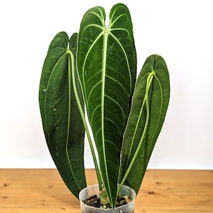 Anturio Warocqueanum