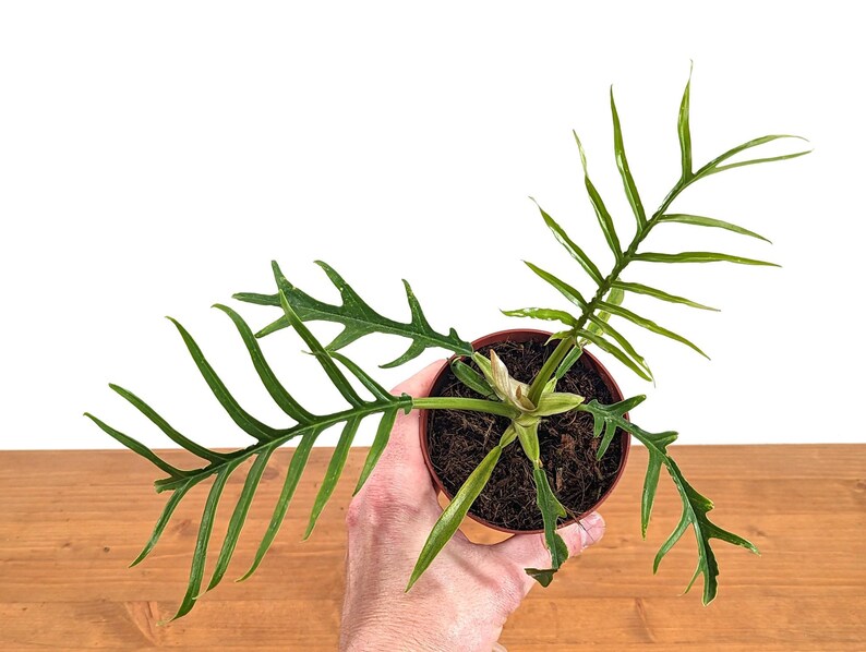 Plantamani Philodendron Tortum