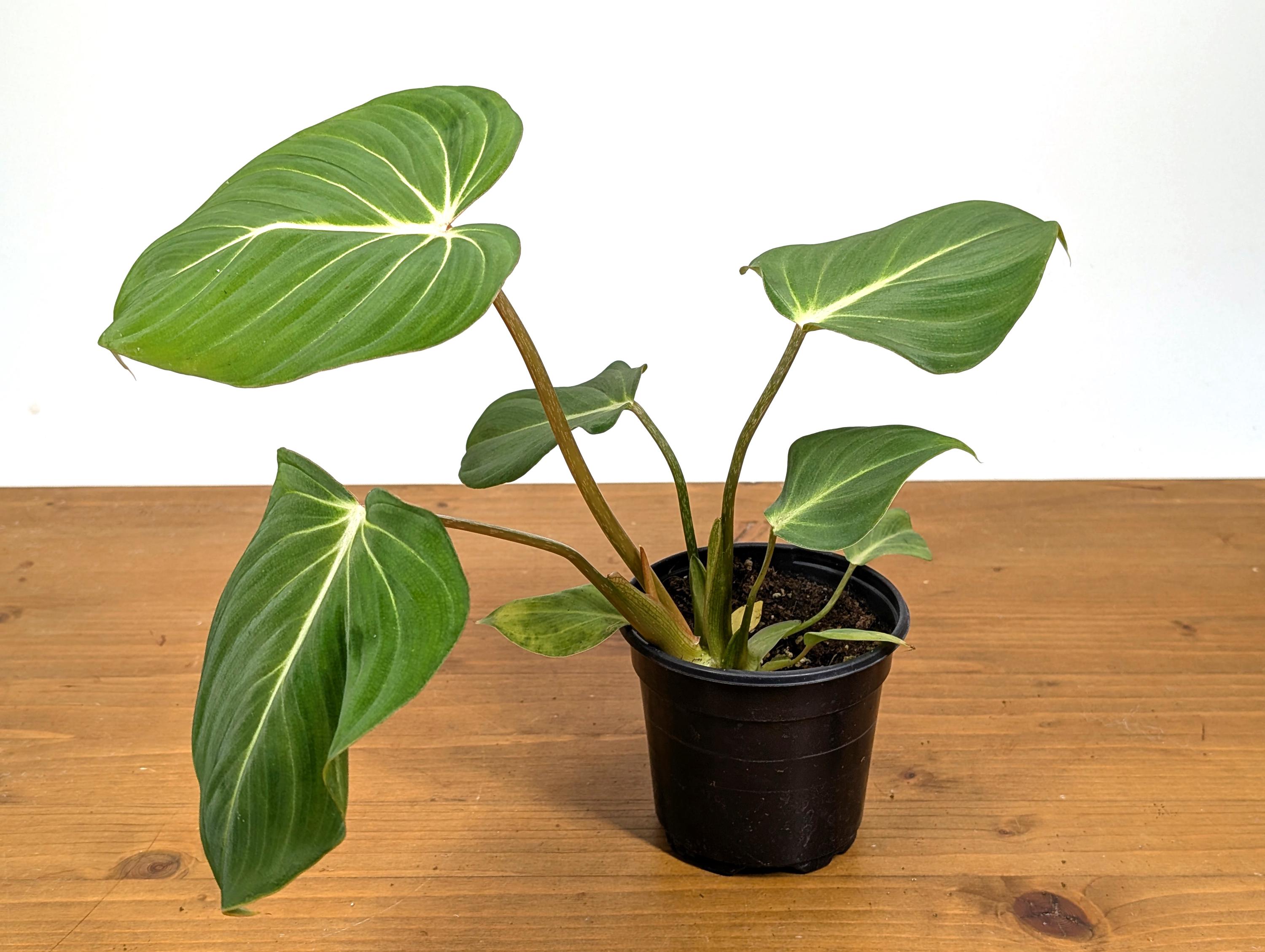 pothos manjula Pothos Manjula