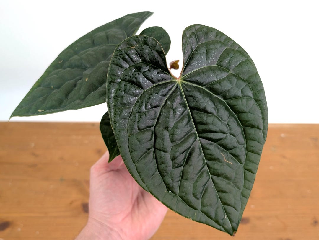 Anthurium Raven Soul (crystallinum X Luxurians) in 4 Inch Pot - Etsy