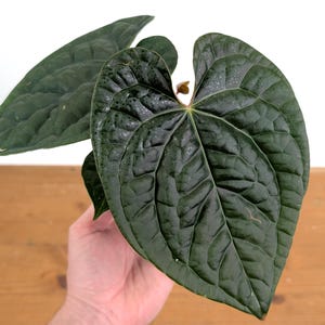 Anthurium Crystallinum X Luxurians - Etsy