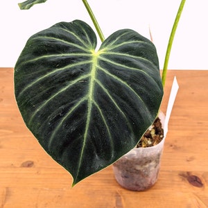 Philodendron luxurians Rare Aroid 4 Inch Pot image 6