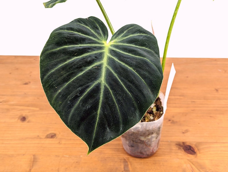 Philodendron luxurians Rare Aroid 4 Inch Pot image 6