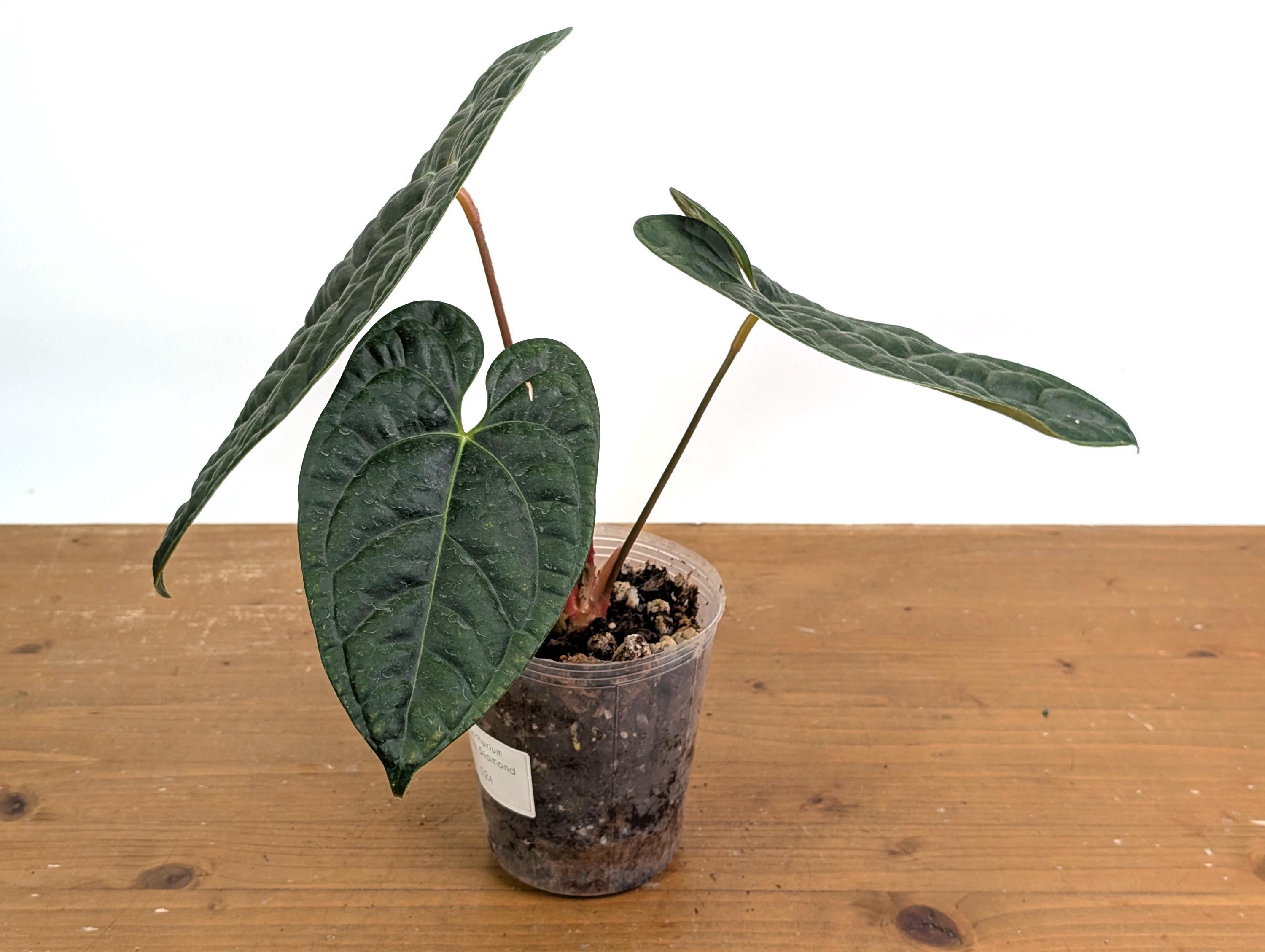 Anthurium Black Diamond - 4 Inch Pots - Etsy
