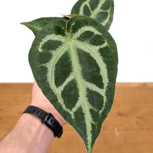 Anthurium Magnificum Silver - Etsy