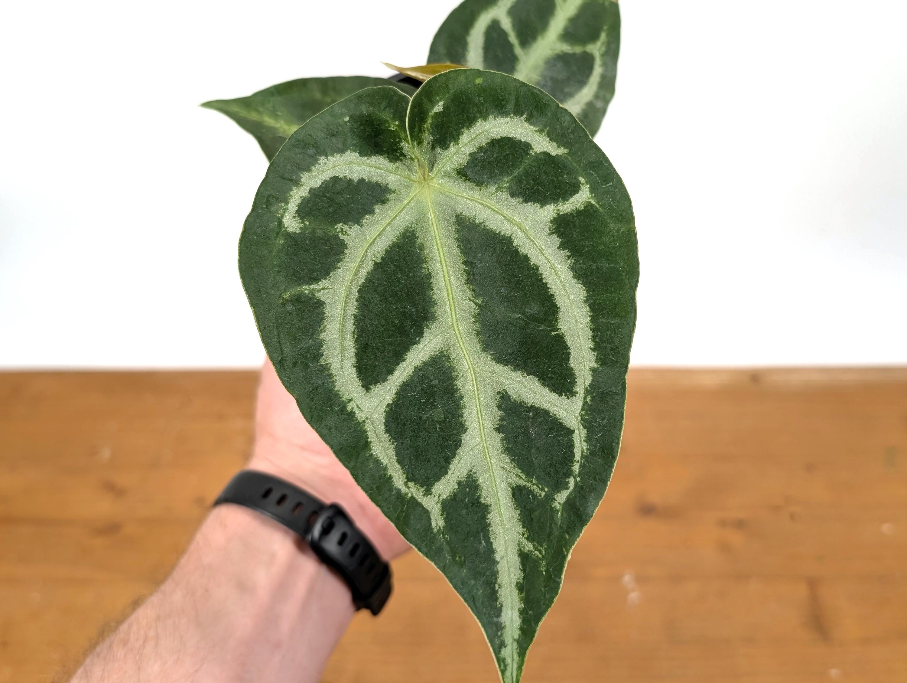 Anthurium Magnificum Silver - Etsy