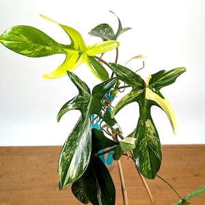 Philodendron Florida Beauty Variegated - Etsy