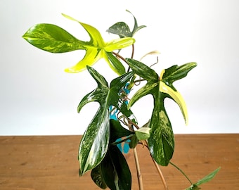 VARIEGATED PHILODENDRON Squamiferum X Pedatum - Florida Beauty Variegata 4"  Pot - Actual Plant Last 4 Pics - See Details - Etsy