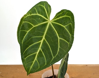 Anthurium Dorayaki Silver X Magnificum Starter Plant (ALL STARTER