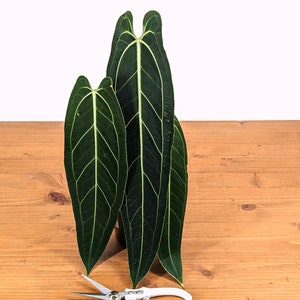 Anthurium Warocqueanum Queen - Plant Leaves 6-12" long