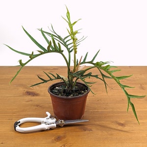 Philodendron Tortum - 4 inch pot