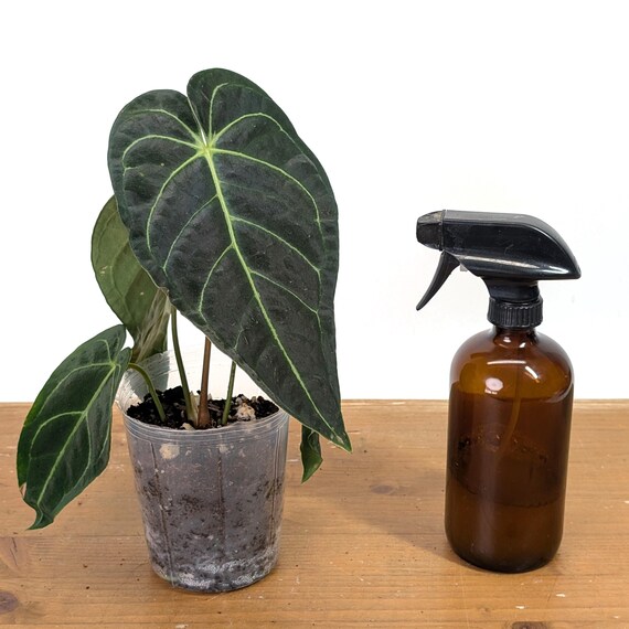 Anthurium Regale Pot Size: 4" - Etsy
