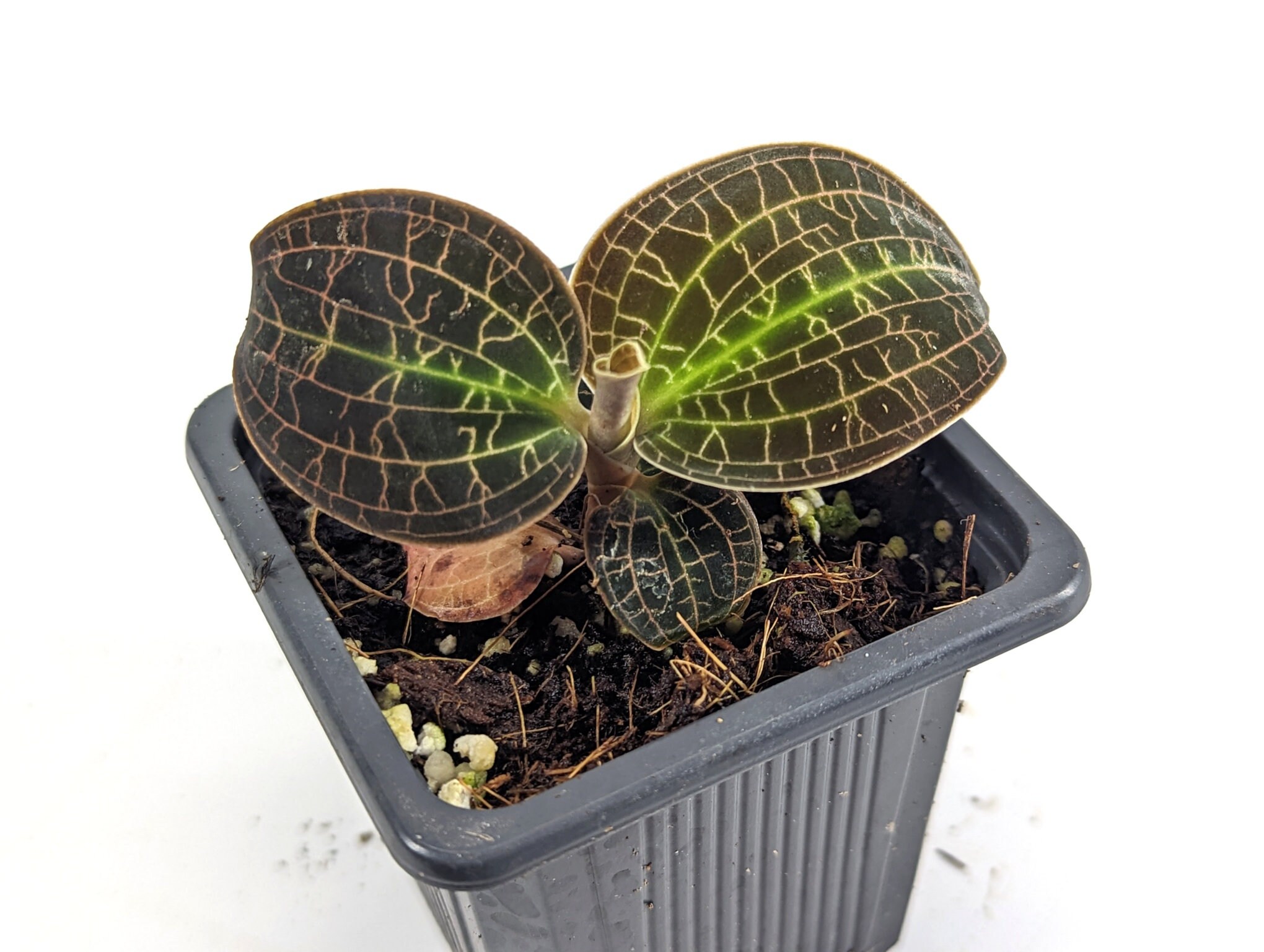 んでしまっ jewel orchid 【Macodes limii】 そちらの