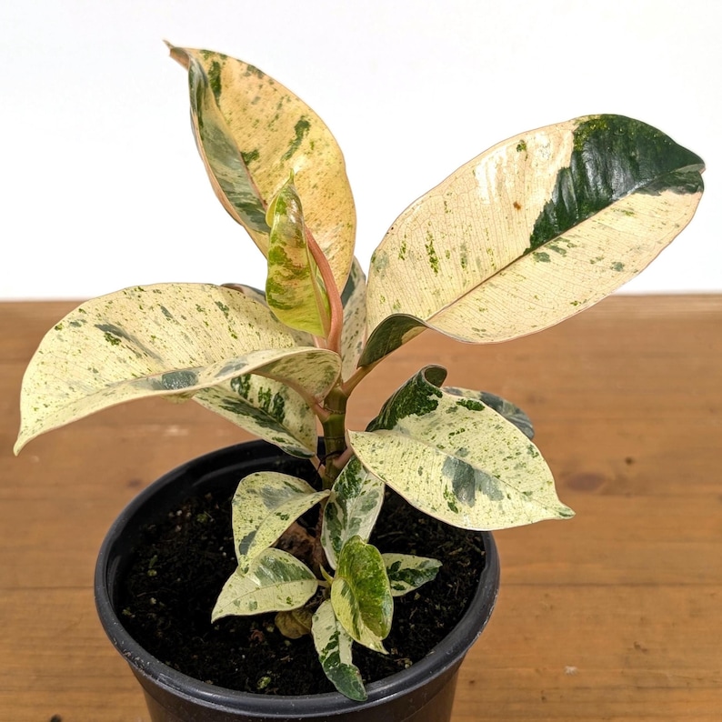 Plantamani Ficus Shivereana Rubber Tree