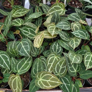 Anthurium Crystallinum &#39;Cyrstal&#39; Beautiful and Full in 4 inch pot