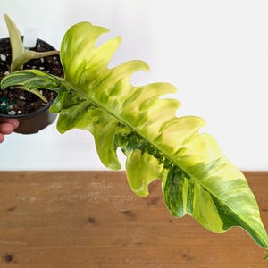 Philodendron Jungle Boogie Variegated - Etsy