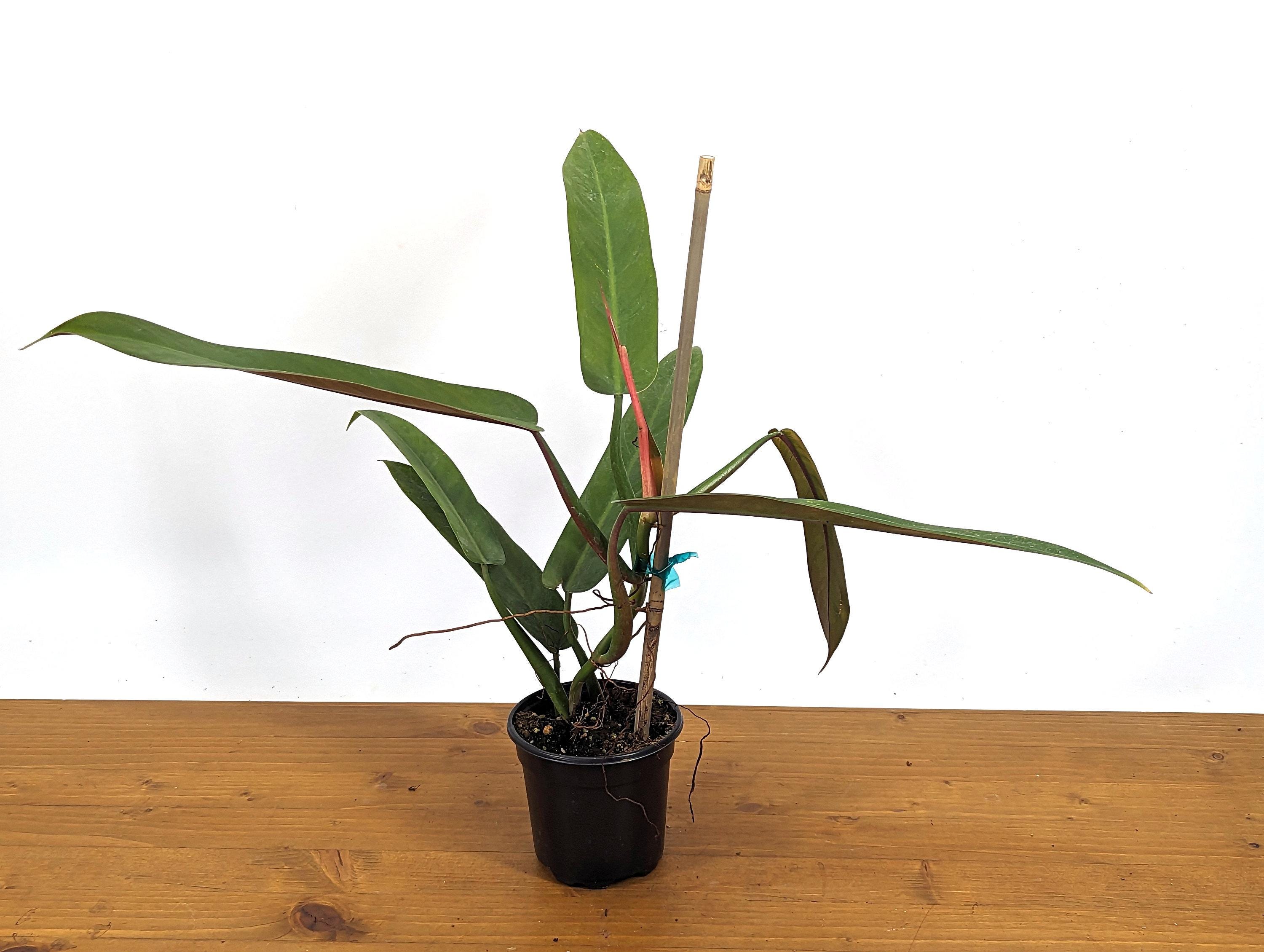 4 foot snake plant Snake Plant 4” Easy Care Live Houseplant includes Cover Pot – Houseplants  New York LLC