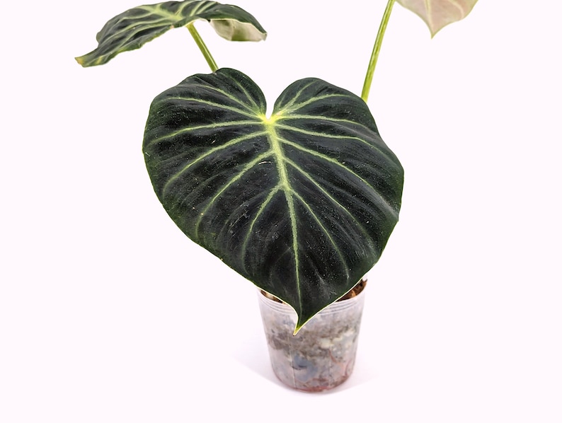 Philodendron luxurians Rare Aroid 4 Inch Pot image 2