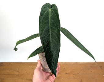 Anthurium Warocqueanum Esmeralda 'Dark Queen' - 4 Inch Pot - Live Plants