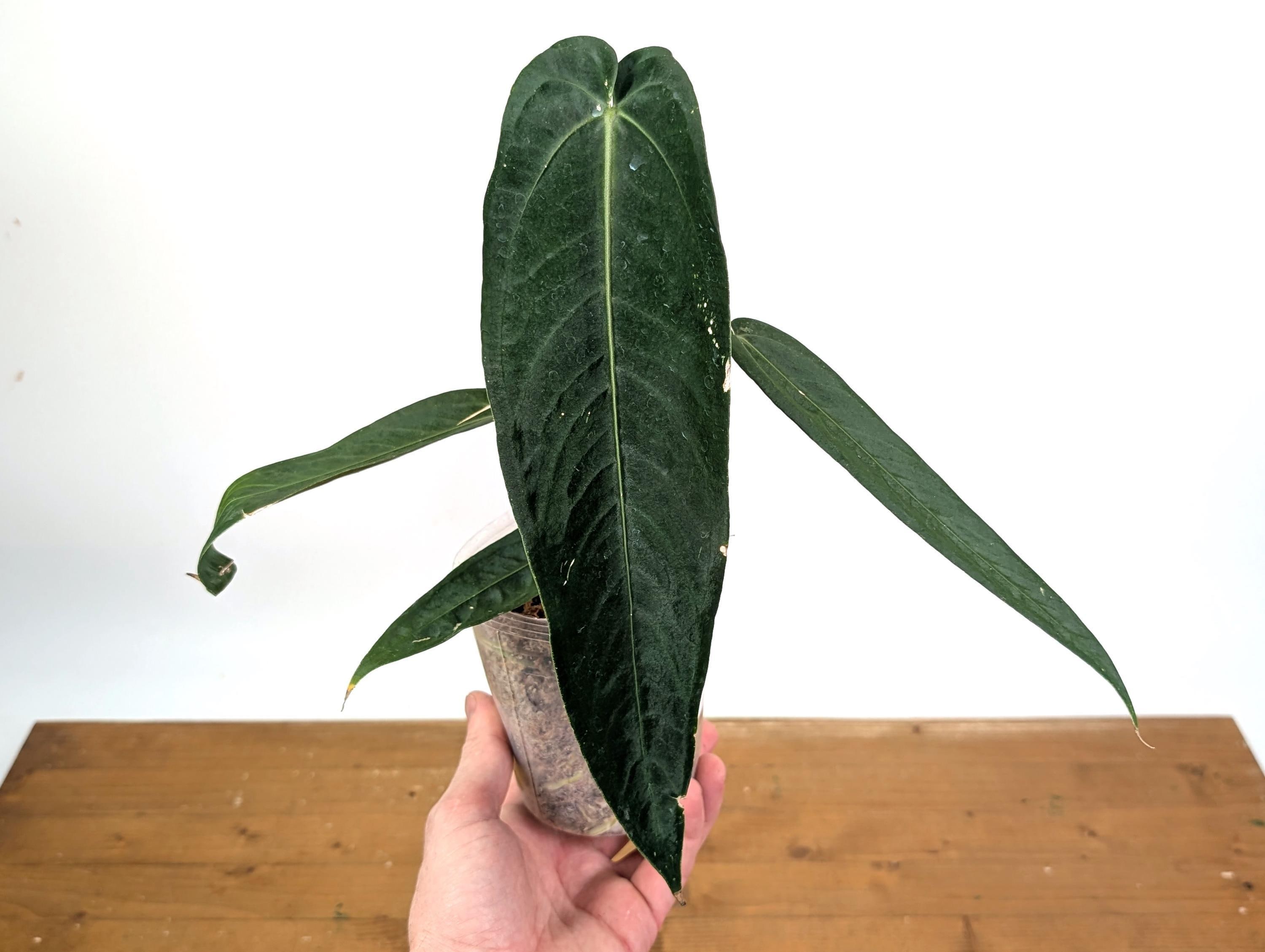 Anthurium Warocqueanum Dark Narrow - Etsy