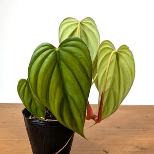 Philodendron Colombia Starter Plant 4 inch Pot