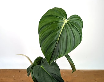 Philodendron McDowell - Climbing/Creeping Aroid Houseplant  - 4 inch & 6 inch Pots