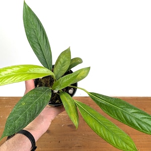 Anthurium Decipiens - Etsy