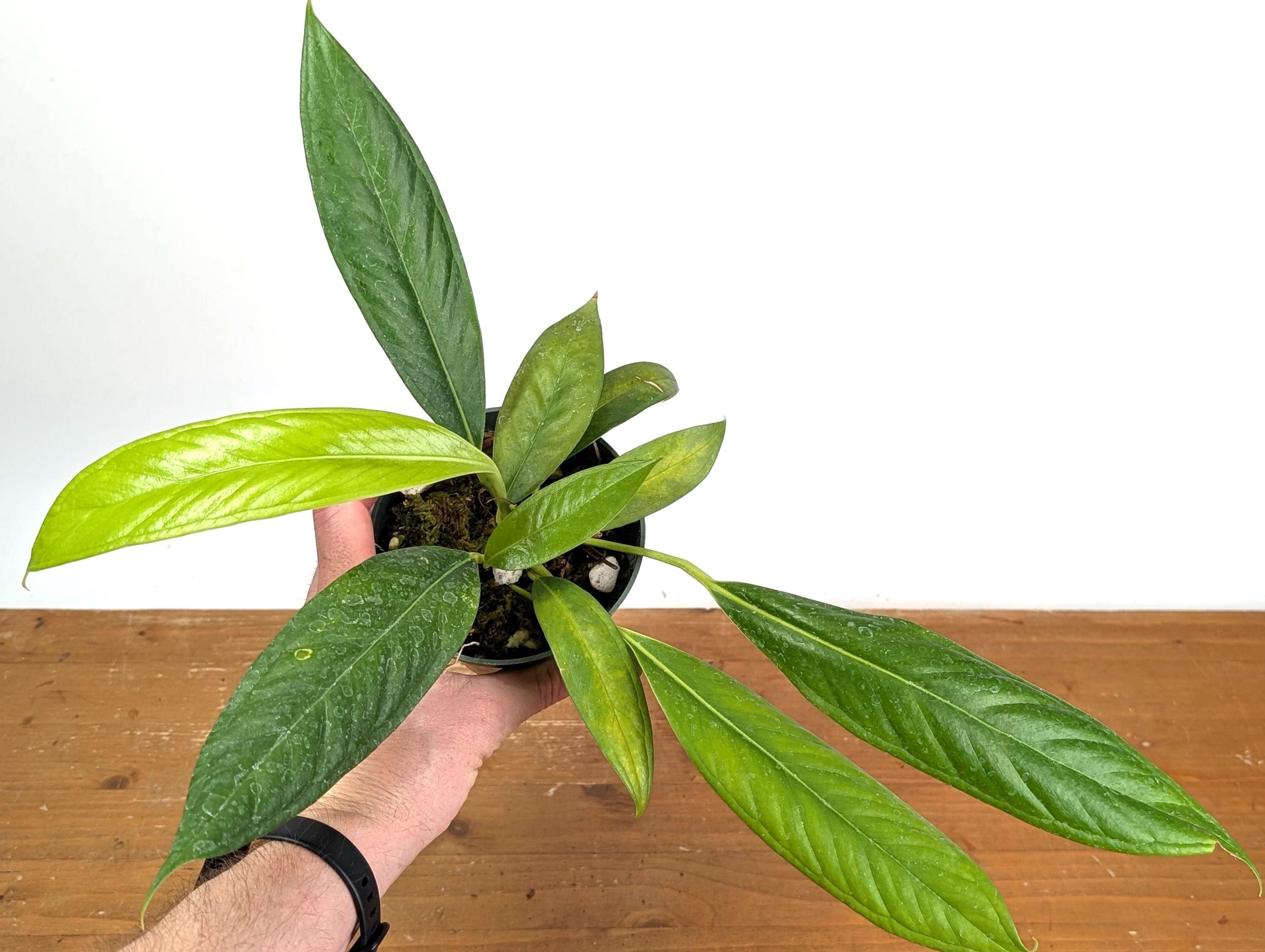 Anthurium Decurrens - Etsy