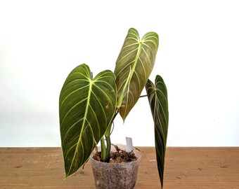 atabapoense philodendron Philodendron Atabapoense