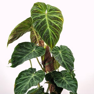 Philodendron Verrucosum | 6 Inch Pot + Coco Pole (read description)