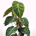 see more listings in the Philodendron section