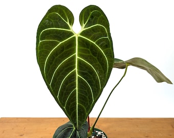 Anthurium Regale - Mature 6 Inch Pot XL - 14-24" tall - 1 or more leaves