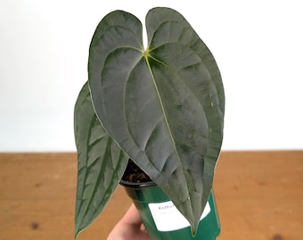 Anthurium Dark Lotus (Black Diamond x Papililaminum)