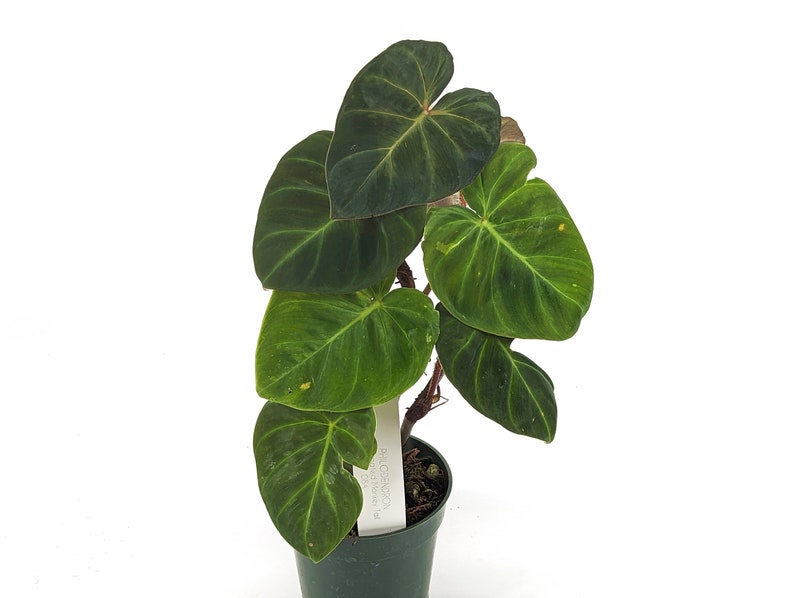 Variegated Philodendron Monkey Tail Fibrosum x Verrucosum Hybrid Each One is One of A Kind Seed Grown 4 inch pot image 5