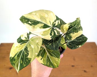 Philodendron Gloriosum Variegated (Type 2) - EXACT Plant #19C