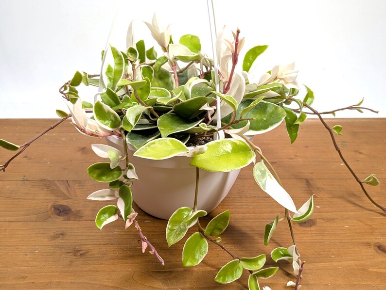 Plantamani Hoya Krimson Queen - Thumbnail 4