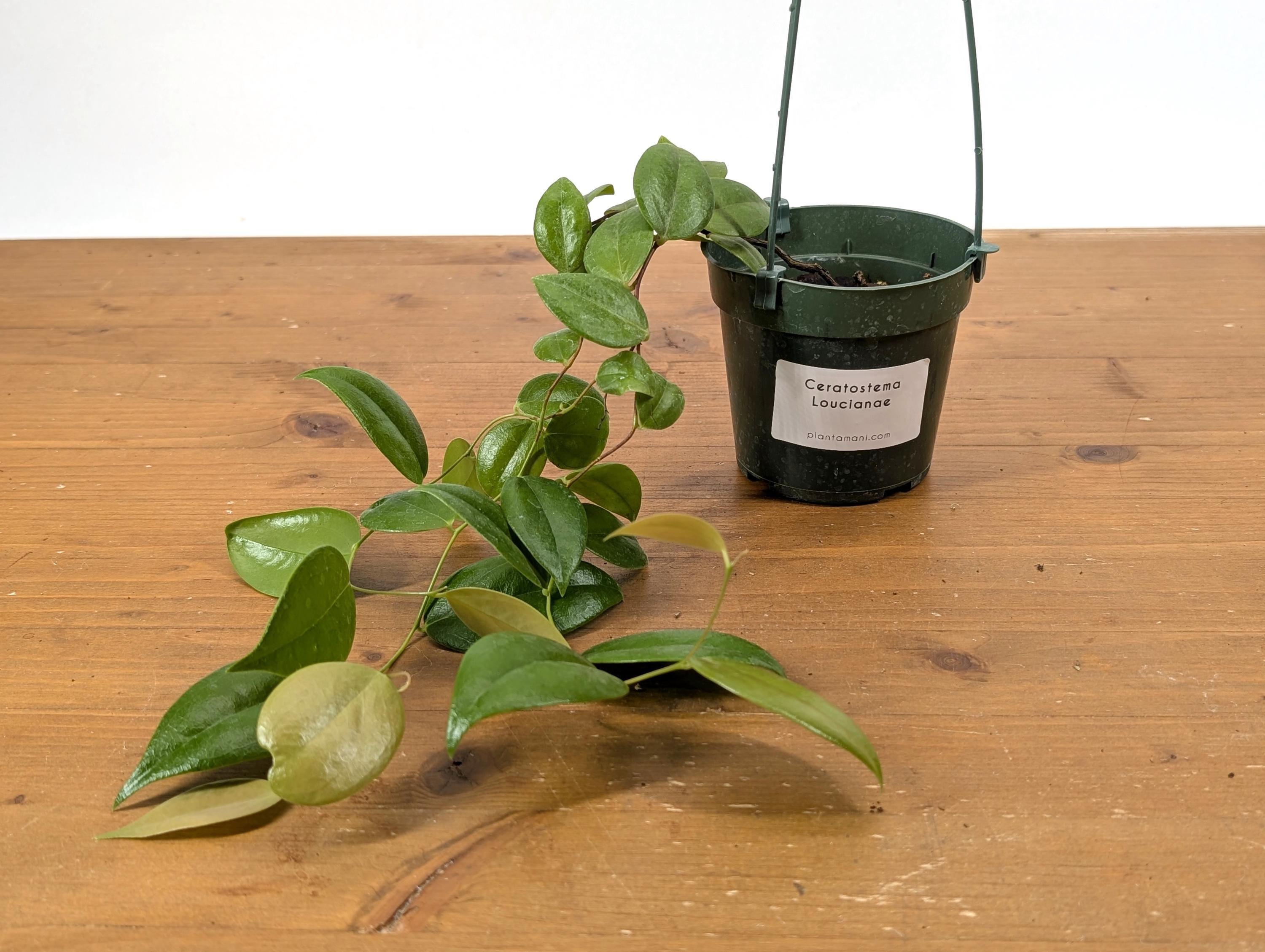 Ceratostema Loucianae 'villosa' an Ecuadorian Pendulous Epiphytic