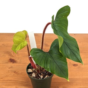 Philodendron Squamicaule live plant with Hairy Petioles 4 inch pot image 4