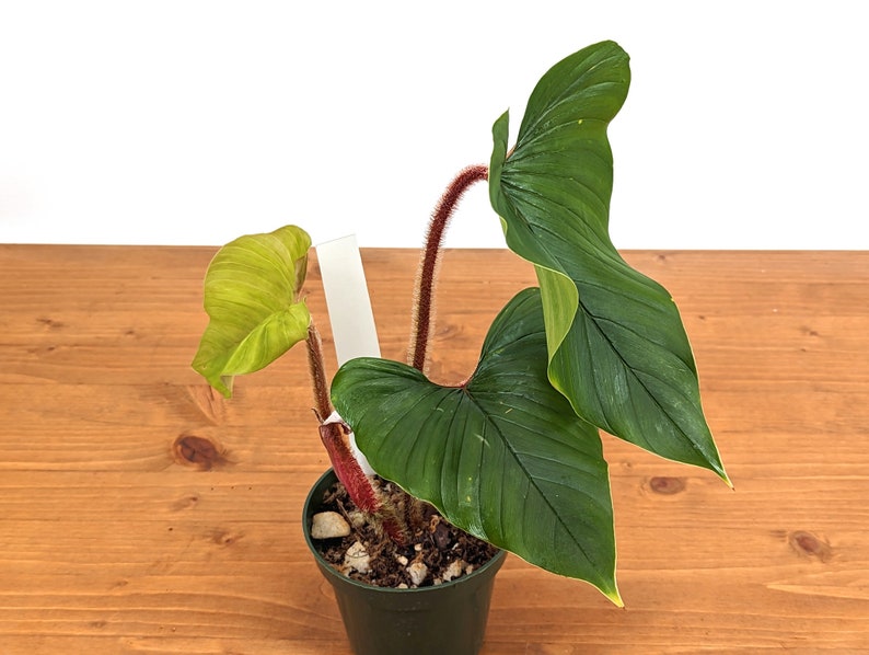 Philodendron Squamicaule live plant with Hairy Petioles 4 inch pot image 4