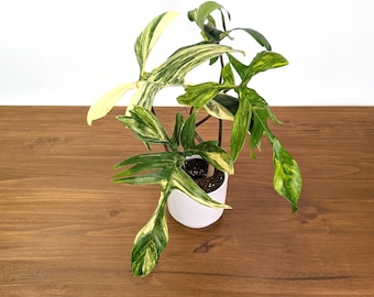 Philodendron Florida Beauty Variegated XL Exact 4" Plant #31A