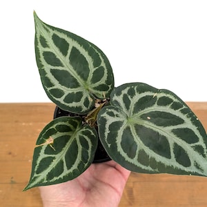 Anthurium Forgetii Silver - Etsy