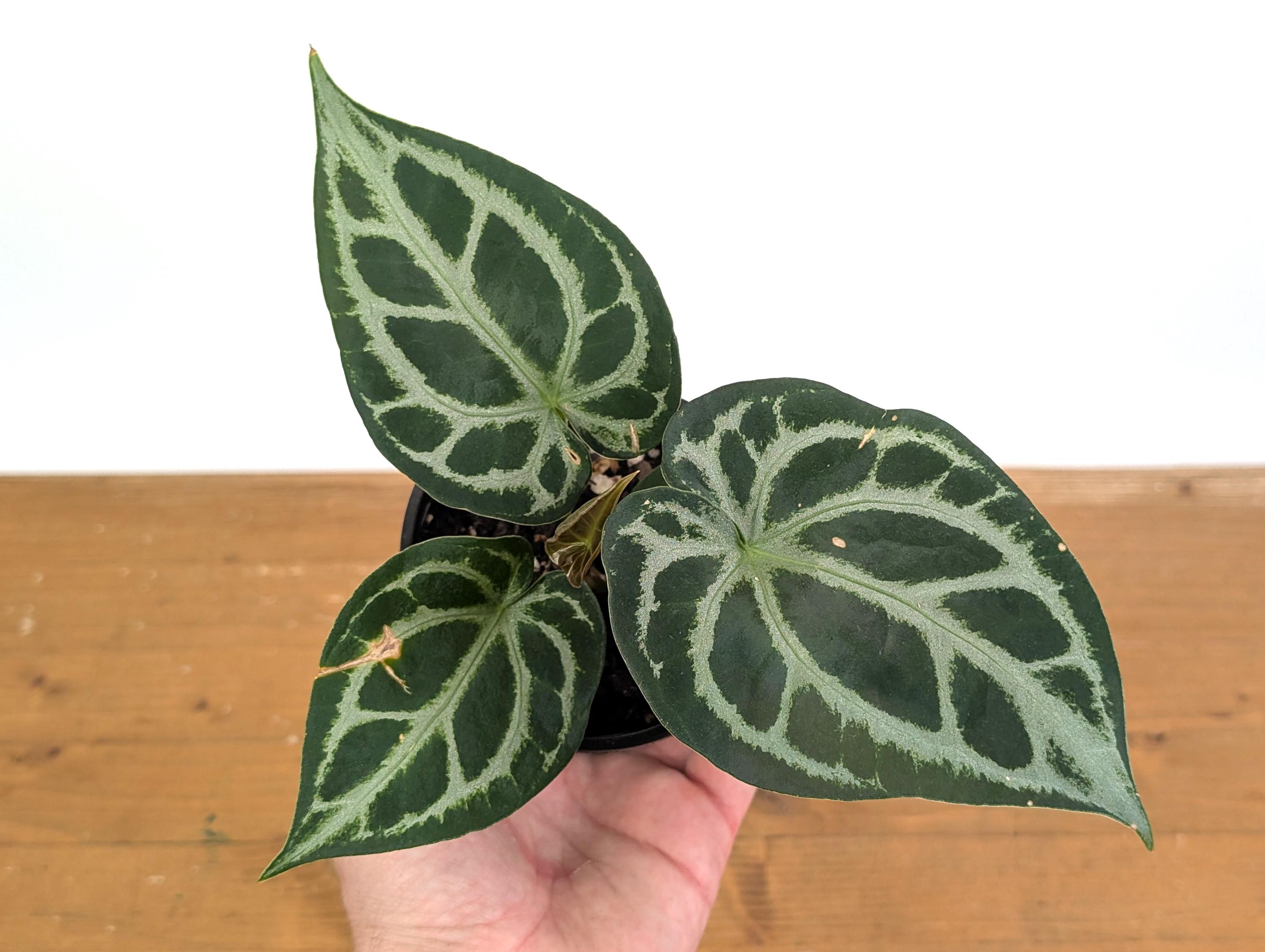 Anthurium Magnificent Silver (forgetii X Magnificum) - Assorted 4