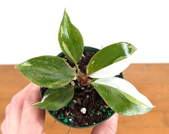 Philodendron White Knight 3 inch Pot Starter Plant - FREE Shipping Eligible