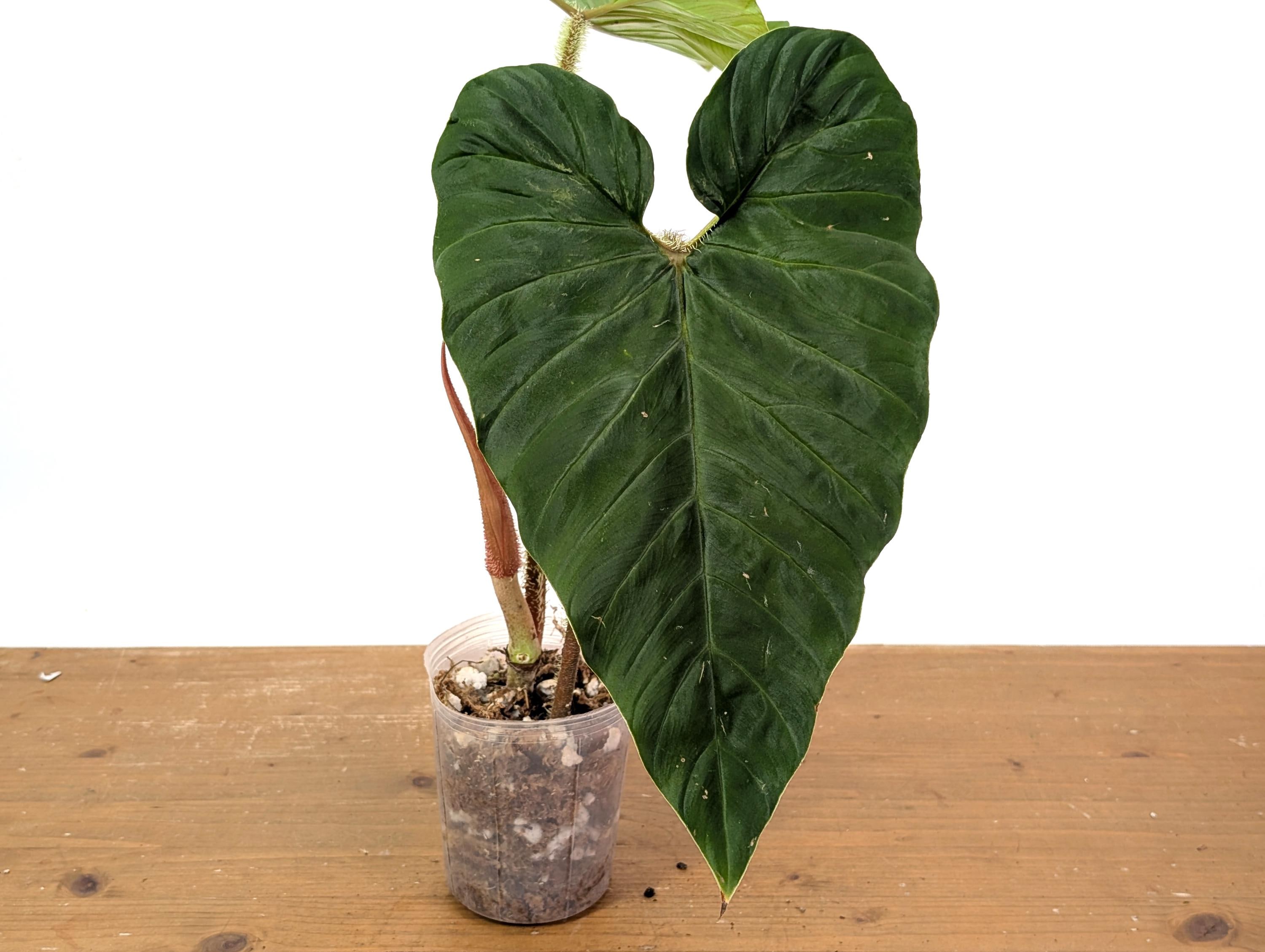Philodendron Verrucosum Hybrid - Etsy