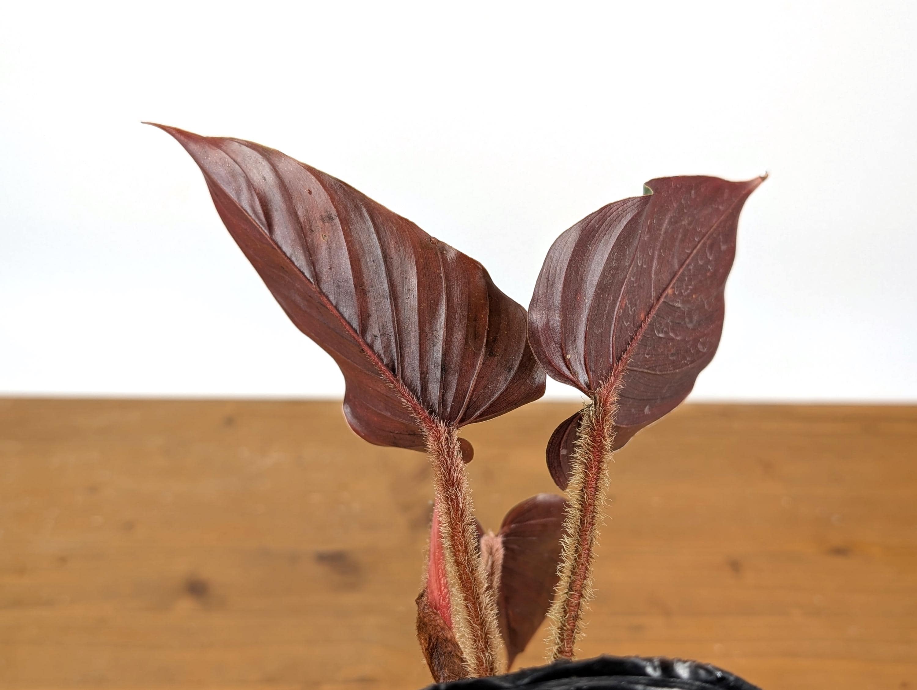 大　Philodendron squamicaule blood Philodendron Squamicaule Pink (AKA Squamicaule Blood) - Etsy