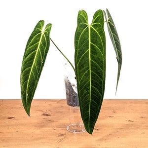 Queen Anthurium Warocqueanum - Juvenile & Mature Sizes Available