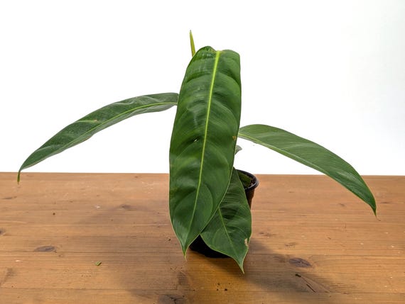 Philodendron Patriciae - Assorted 4 Inch Pots - Etsy