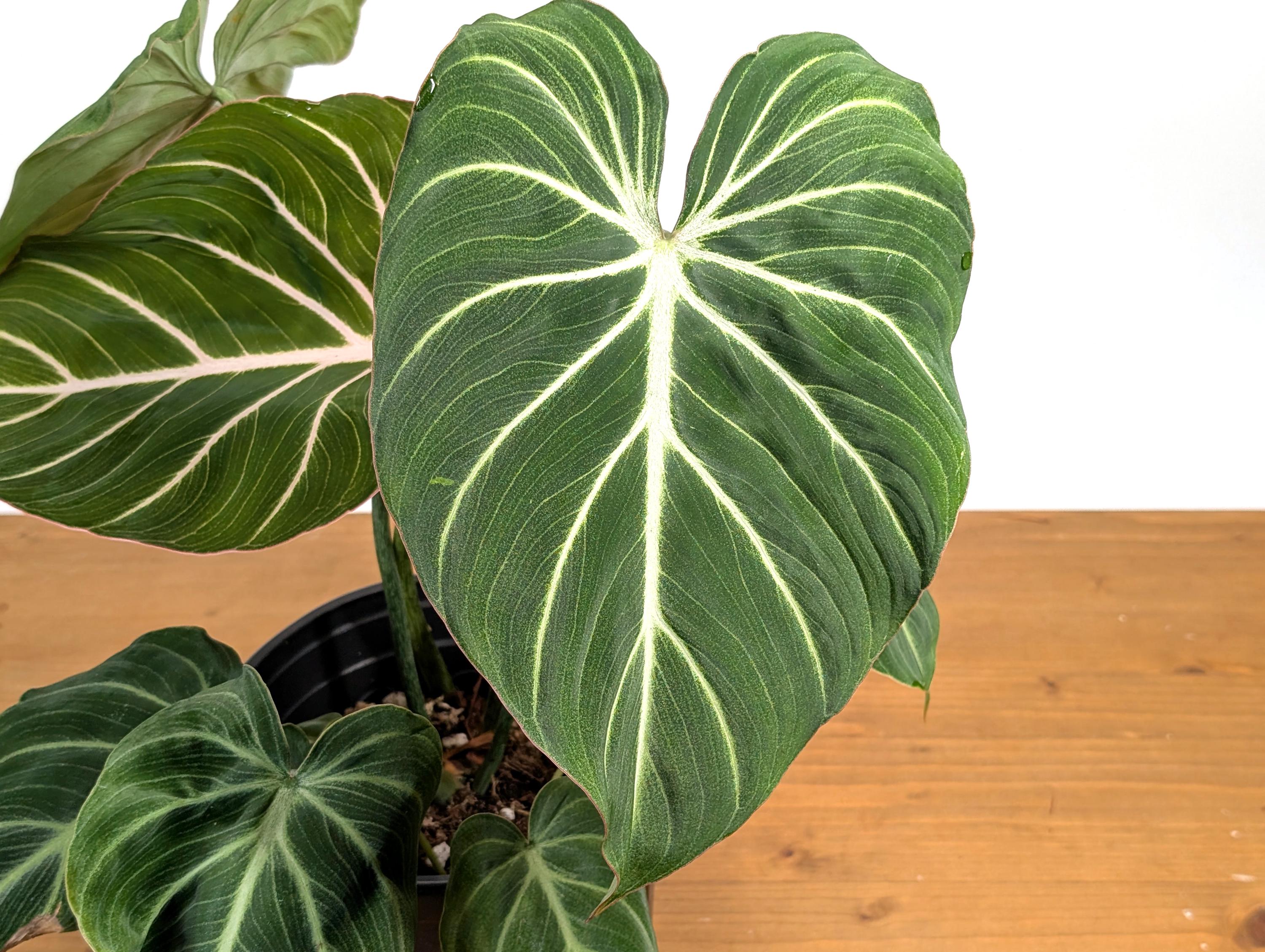 Philodendron Gloriosum Zebra 'white Stripes' - Etsy Denmark