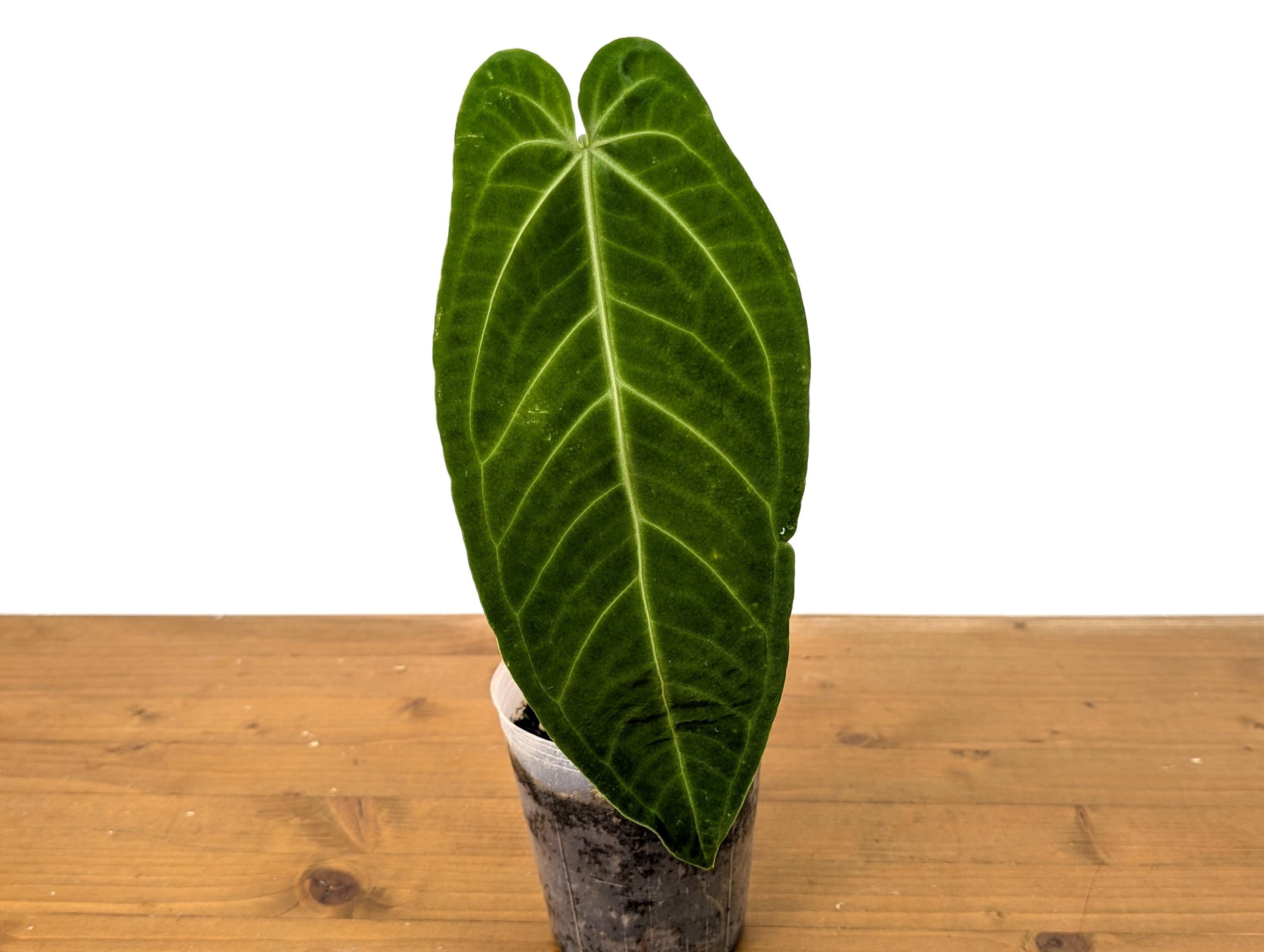 Anthurium Zamora Queen - (mamoratum 2 X Warocqueanum) - Etsy